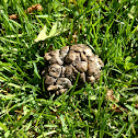 White tail buck droppings