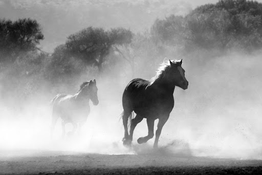 Horse Photo Free