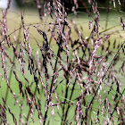 Purpletop Grass