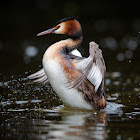 Great Crested Grebe