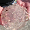 Moon jellyfish 
