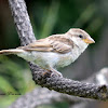 House Sparrow, juvenile