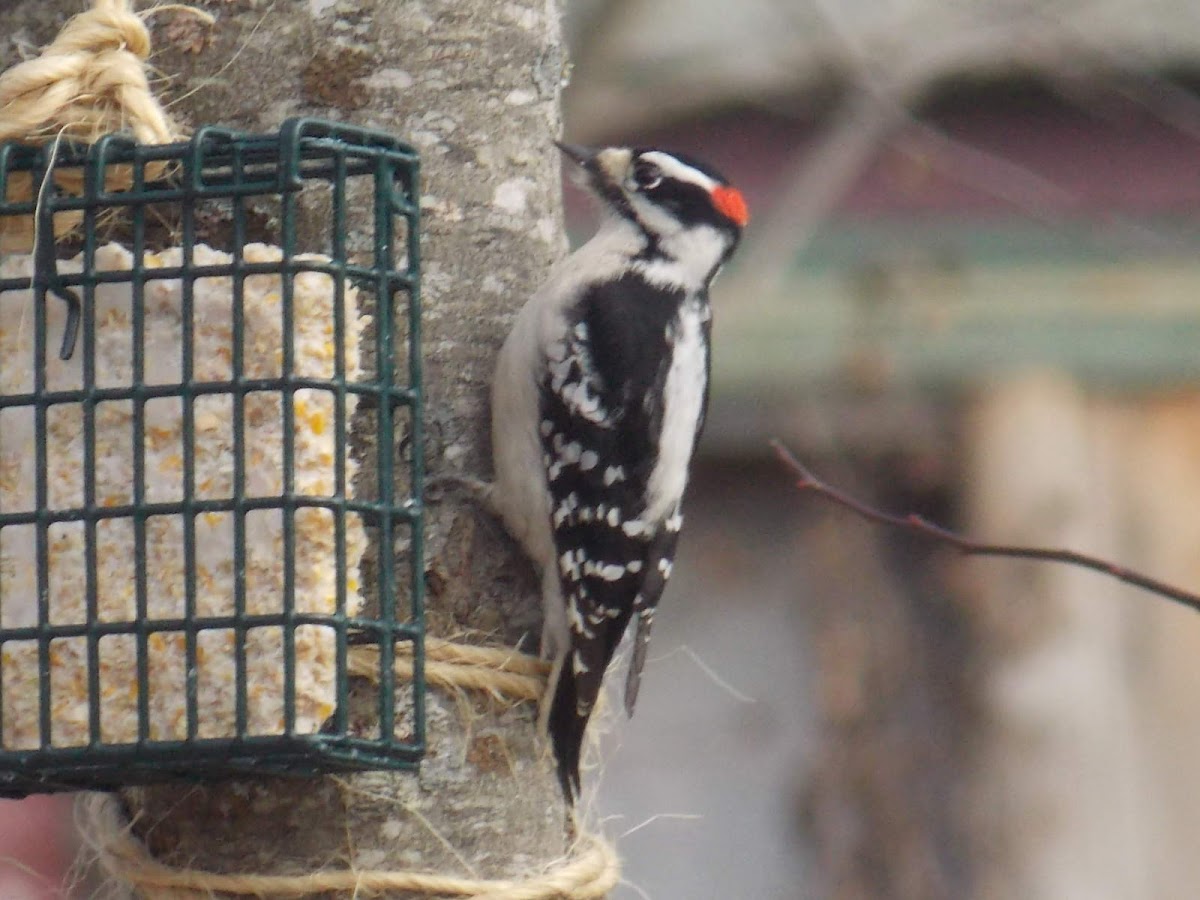 Downy Woodpecker, (male).