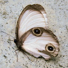 silky owl butterfly