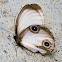 silky owl butterfly