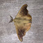 Scalloped Sack-bearer Moth