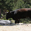 Cattle, Vaca avileña negra ibérica