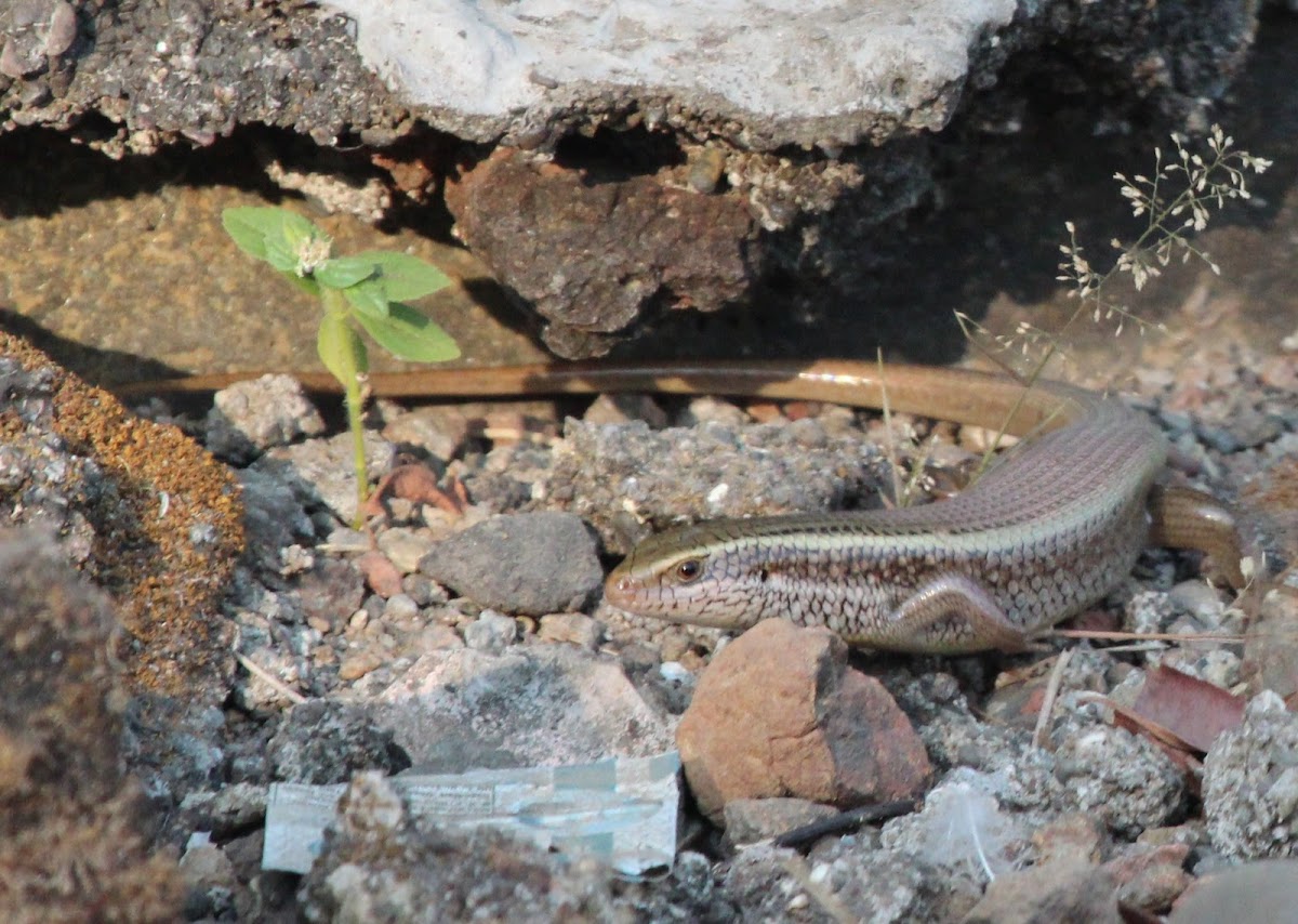 Brahminy skink