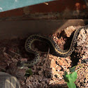 Eastern Garter snake