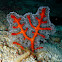Organ-pipe Coral