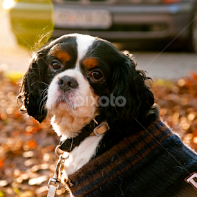 A dog by Luana Racan - Animals - Dogs Portraits