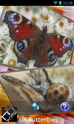 eReca Butterflies UK