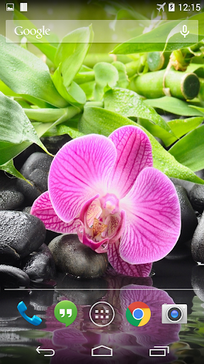 免費下載個人化APP|Orchid Flower Live Wallpaper app開箱文|APP開箱王