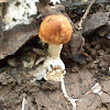 Sheathed Fungus