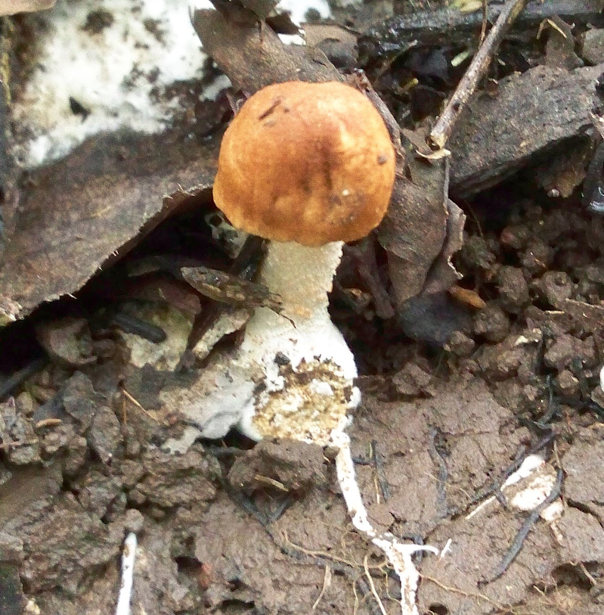 Sheathed Fungus