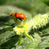 Cucurbit leaf beetle