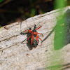 Red assassin bug, Rote Mordwanze