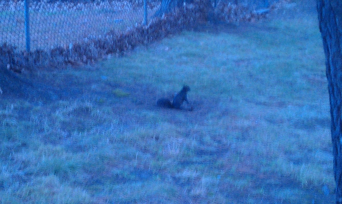 Black Eastern Gray Squirrel (melanistic)