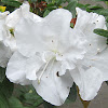 White Azalea Blossoms