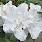 White Azalea Blossoms