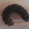 Elephant hawk moth caterpillar
