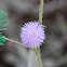 Adormidera, sensitive plant