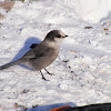 Winter Bird