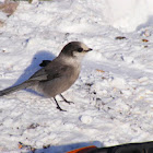 Winter Bird