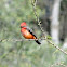 Mosquero cardenalito