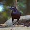 Great-tailed Grackle