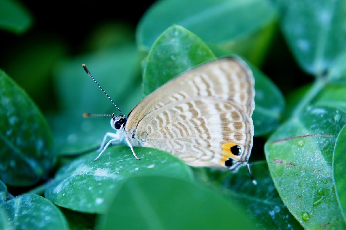 Pea Blue or Long-tailed Blue