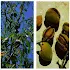 Edible and Medicinal Plants1.60