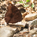 Chocolate Pansy / Chocolate Soldie