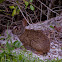 Eastern Cottontail Rabbit