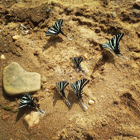 Zebra butterflies on Chesapeake Bay beach...they love this park. by Dianne Collins - Animals Insects & Spiders