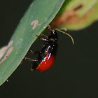 Galerucine Leaf beetle