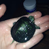 Baby pet turtle