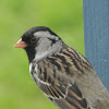 Harris's sparrow