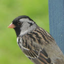 Harris's sparrow