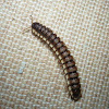 Millipede