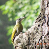 Greyheaded Woodpecker