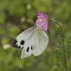 Indian Cabbage White