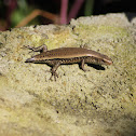 East Indian Brown Mabuya/ Many lined sun skink