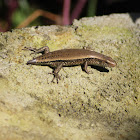 East Indian Brown Mabuya/ Many lined sun skink