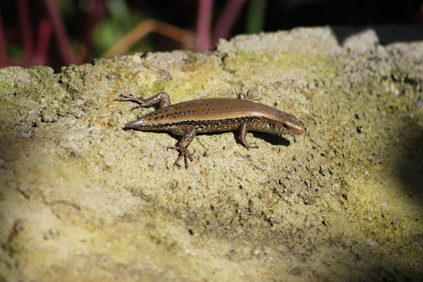 East Indian Brown Mabuya Many Lined Sun Skink Project Noah