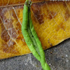 Common Mormon Caterpillar Moult