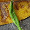 Common Mormon Caterpillar Moult