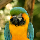 Blue and Gold Macaw