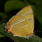 Brown Hairstreak