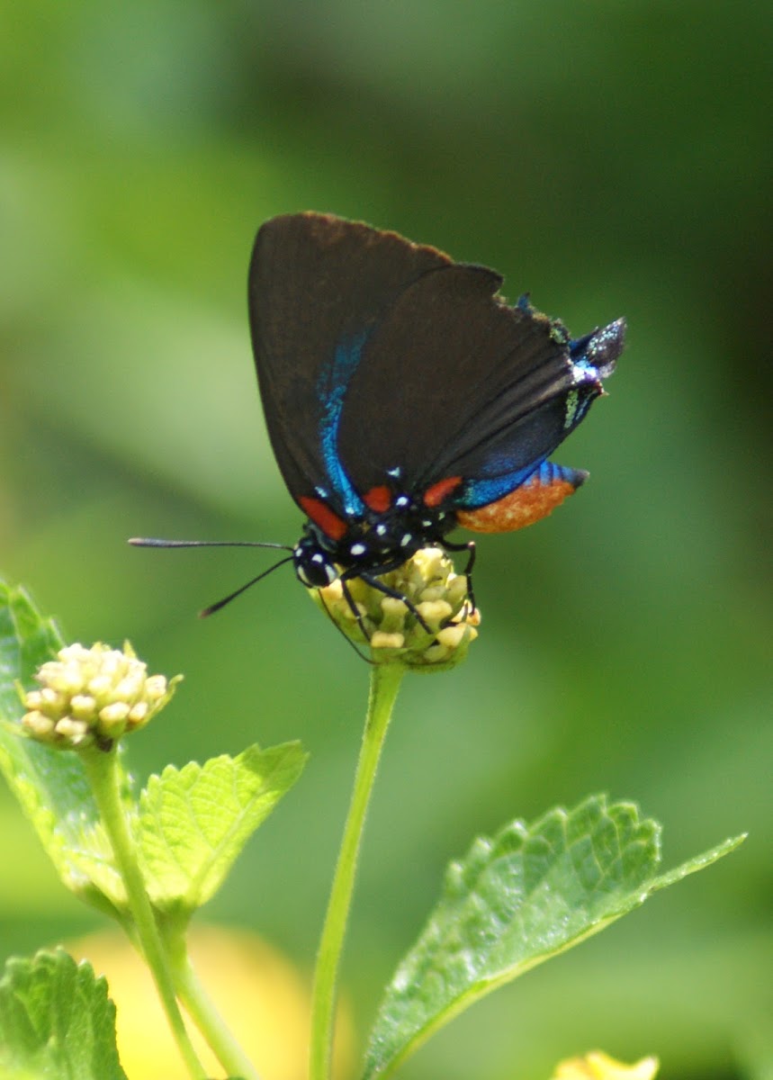 Great Purple Hairstreak